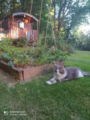 Comfort Kulübe, Sigara İçilmez, Bahçe Manzaralı