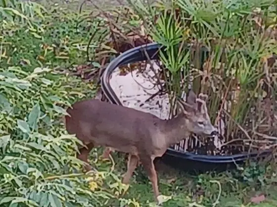 Comfort Tek Büyük Yataklı Oda, 1 Büyük (Queen) Boy Yatak, Özel Banyo (Ma Cabane au Canada)