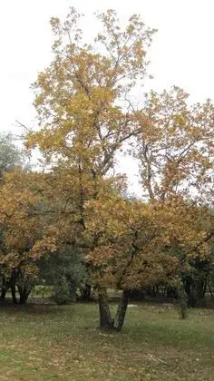 Family Süit, 2 Yatak Odası