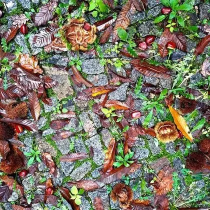 Kır Evi, Birden Çok Yatak