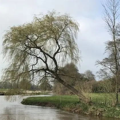 Kır Evi, 1 En Büyük (King) Boy Yatak