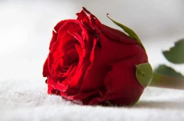 Tek Büyük Yataklı Oda (5)