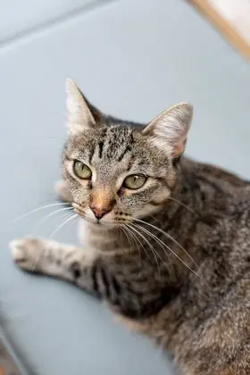 Süit (with 2 cats)