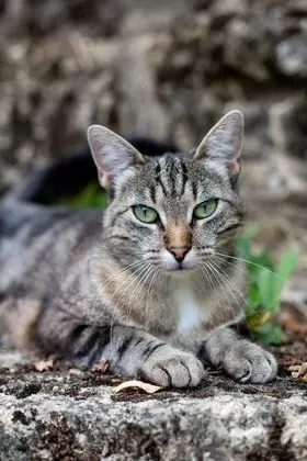 Süit (with 2 cats)