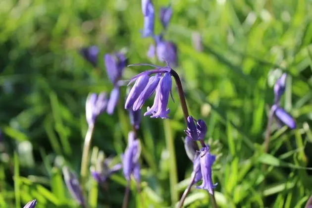 Kır Evi, 1 Büyük (Queen) Boy Yatak