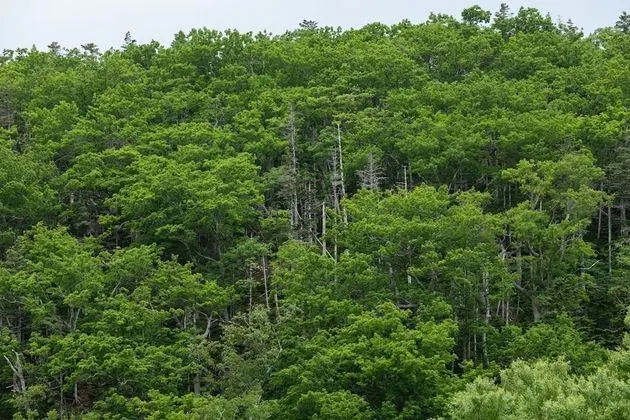 Traditional Oda, Sigara İçilmez