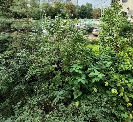 Ortak Ranzalı Oda, Sadece erkekler için