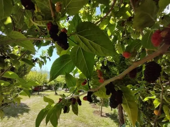 Kasımpatı , Bahçe Manzaralı, Bahçe Katı