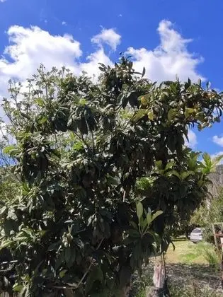 Orkide, Bahçe Manzaralı, 1. Kat