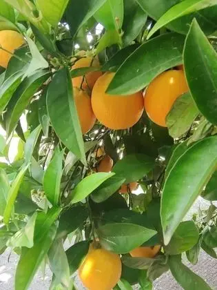 Orkide, Bahçe Manzaralı, 1. Kat