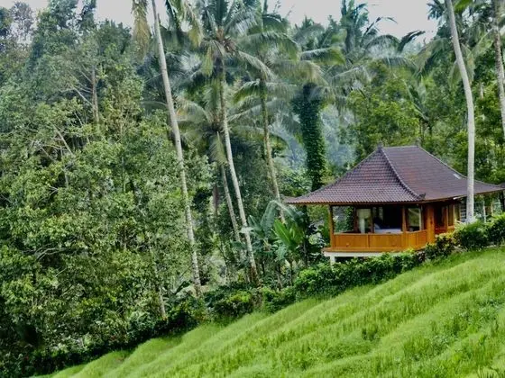 Villa (Durian)