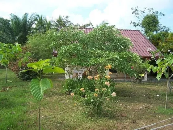 Basic Bungalov, 1 En Büyük (King) Boy Yatak, Bahçe Manzaralı