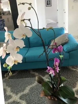 Luxury Ev, 4 Yatak Odası, Sigara İçilmez, Havuz Manzaralı