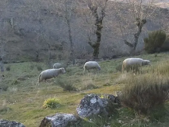 Kulübe, 2 Yatak Odası, Şömine
