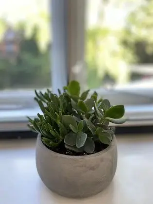 Design Tek Büyük Yataklı Oda (Willow)