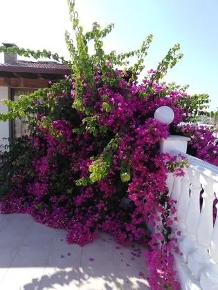 Villa, Birden Çok Yatak Odası, Sigara İçilebilir, Veranda