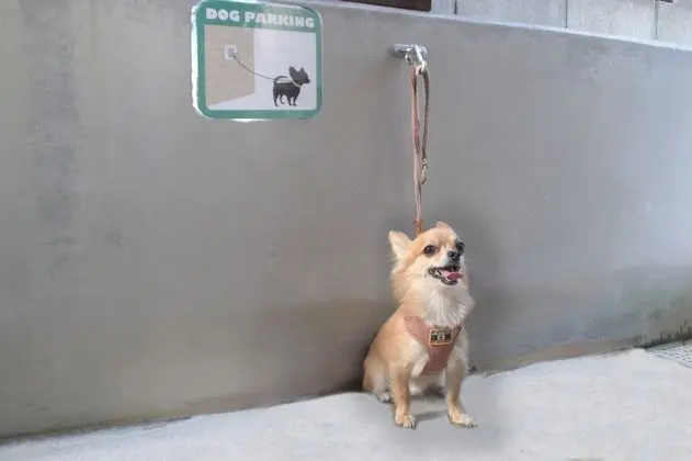 Daire, Birden Çok Yatak, Sigara İçilmez (2 Double beds, 2 Pets allowed)