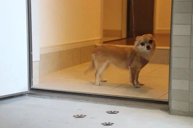 Daire, Birden Çok Yatak, Sigara İçilmez (2 Double beds, 2 Pets allowed)