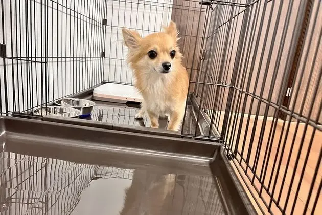 Daire, Birden Çok Yatak, Sigara İçilmez (2 Double beds, 2 Pets allowed)