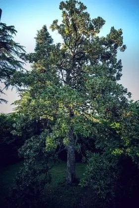 Design Süit, Bahçe Manzaralı