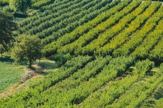 Superior Üç Kişilik Oda