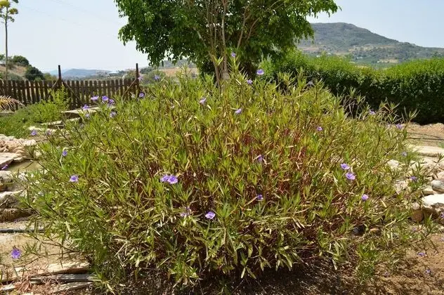 Ev, 2 Yatak Odası, Teras, Dağ Manzaralı (Cortijo Mirador)