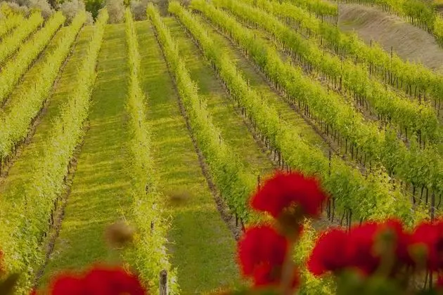 Superior Tek Büyük Yataklı Oda, Balkon