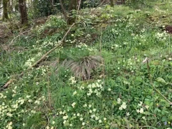 Kır Evi, Birden Çok Yatak