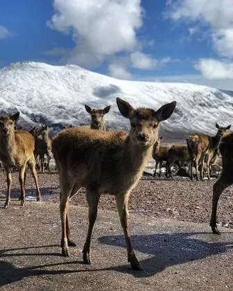 Ev, 2 Büyük (Queen) Boy Yatak