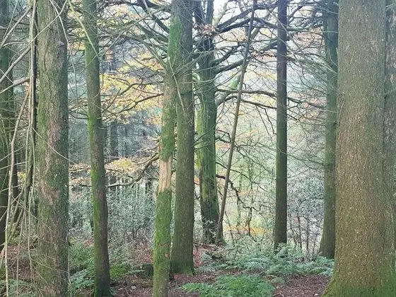 Kır Evi, Birden Çok Yatak