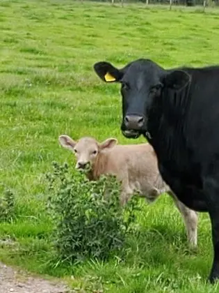 Kır Evi, Birden Çok Yatak