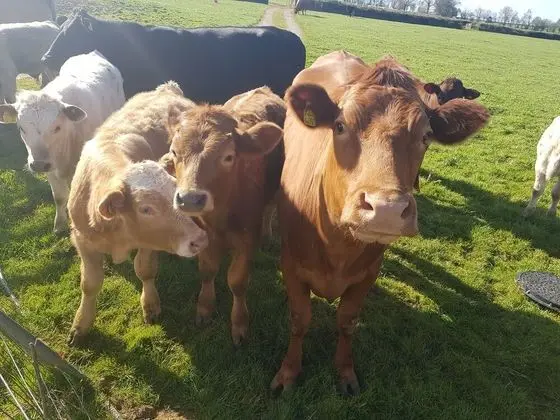 Kır Evi, Birden Çok Yatak