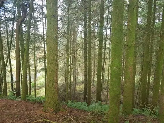 Kır Evi, Birden Çok Yatak