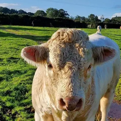 Kır Evi, Birden Çok Yatak