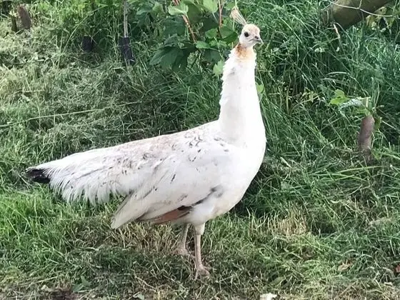 Kır Evi, 1 Büyük (Queen) Boy Yatak