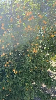 Kır Evi, Birden Çok Yatak