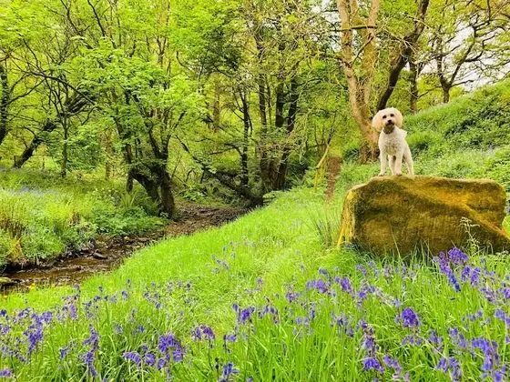 Kulübe, 1 Tek Kişilik Yatak