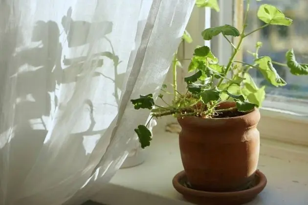 Apart Daire, 1 Büyük (Queen) Boy Yatak