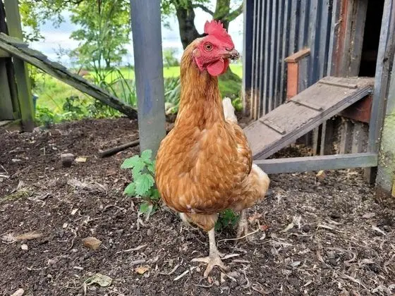 Kulübe, 1 Büyük (Queen) Boy Yatak