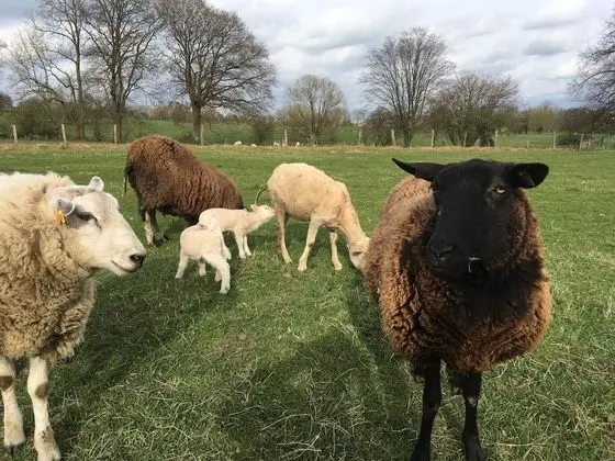 Apart Daire, Banyolu/Duşlu