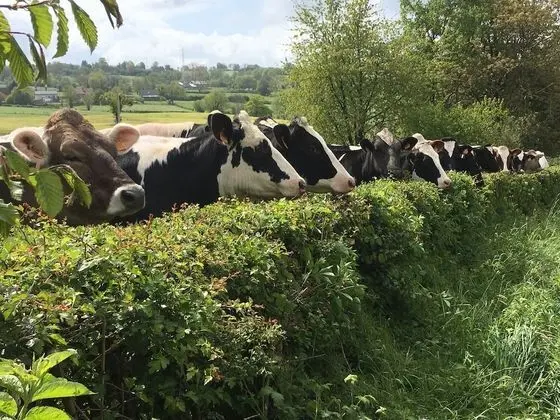 Apart Daire, Banyolu/Duşlu