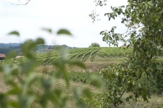 Kır Evi (Country House Srček with  Vineyard V)