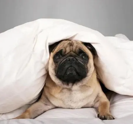 Süit, 1 Yatak Odası, Sigara İçilmez (Pet Friendly)