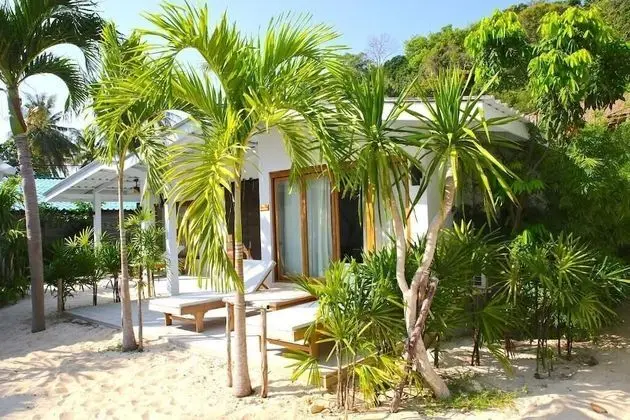 Coconut Palm - Seaview
