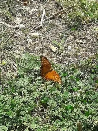 Oda, 1 Yatak Odası, Mikrodalga