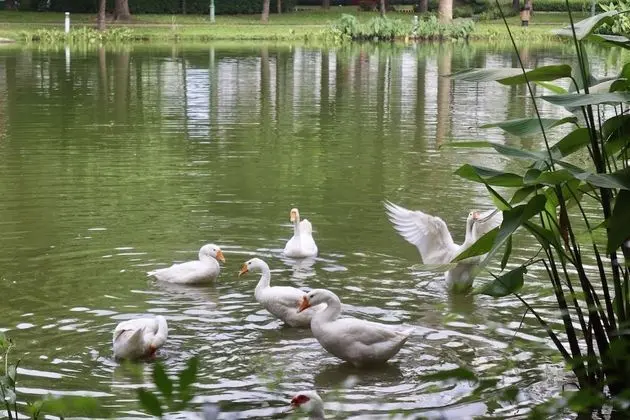 Apart Daire, Birden Çok Yatak