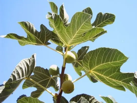 Ev, 1 Yatak Odası, Teras