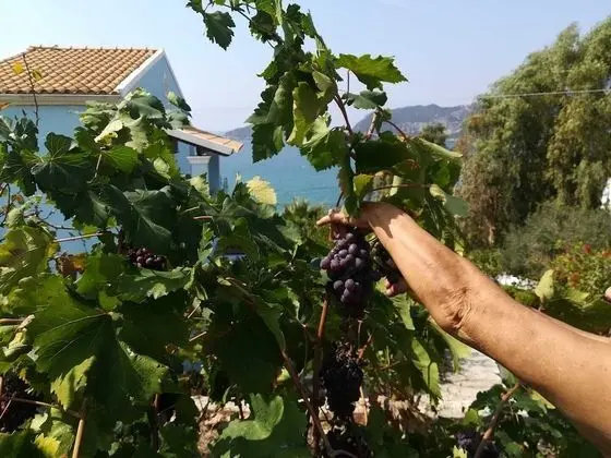 Apart Daire, Birden Çok Yatak