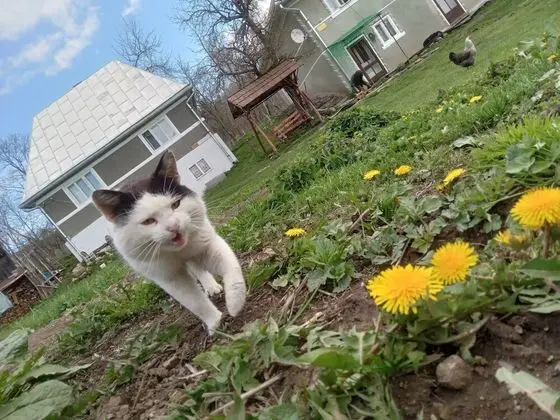 Oda, 1 Yatak Odası, Şömine