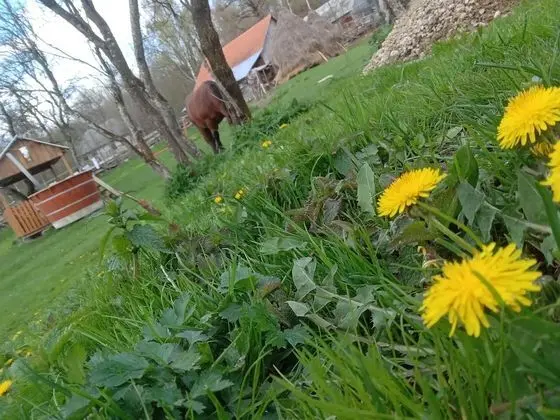 Oda, 1 Yatak Odası, Şömine